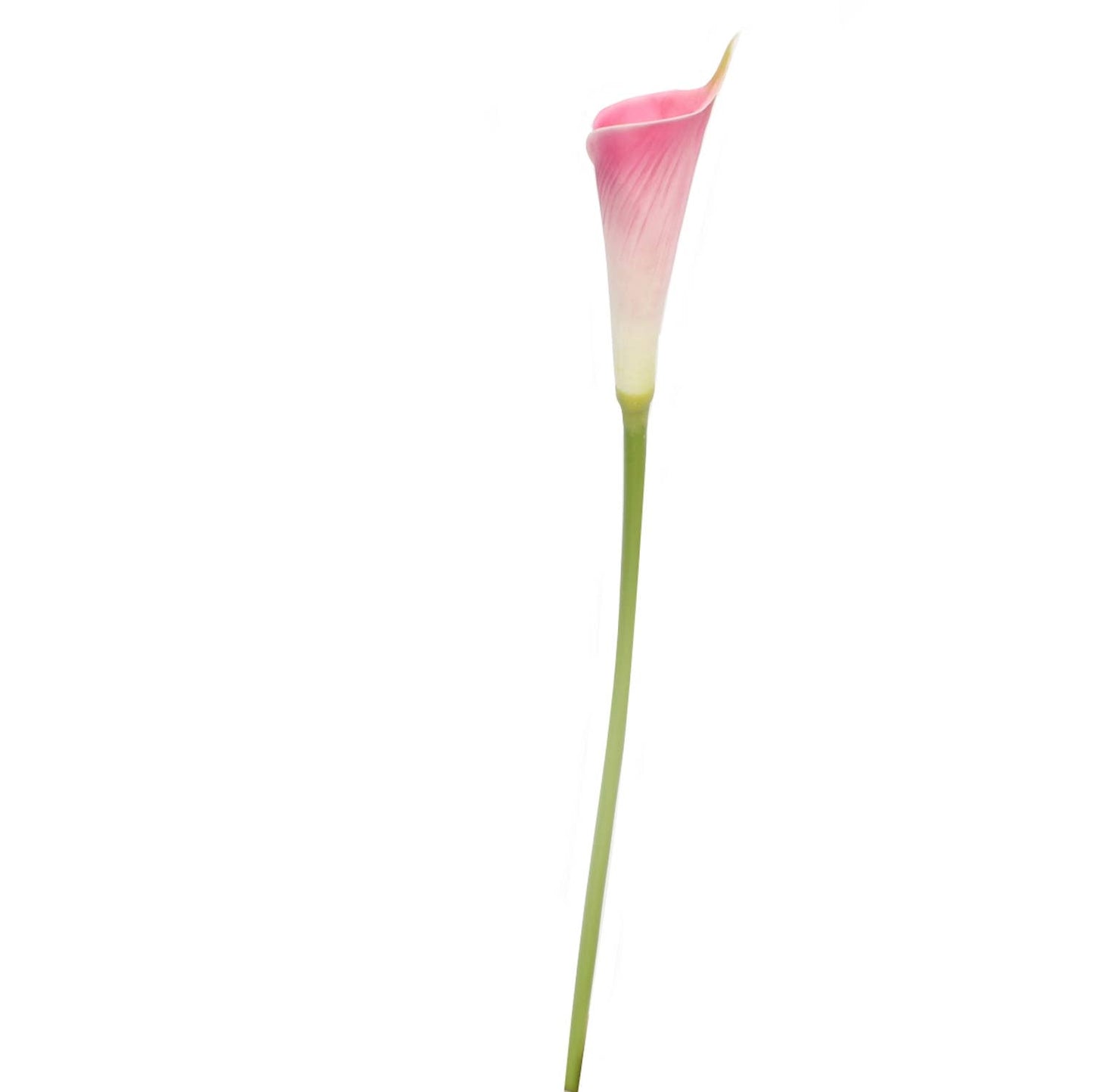 24"Long Premium Lifelike Real Touch Artificial Calla lily: Soft white